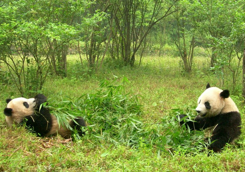Two pandas eating bamboo