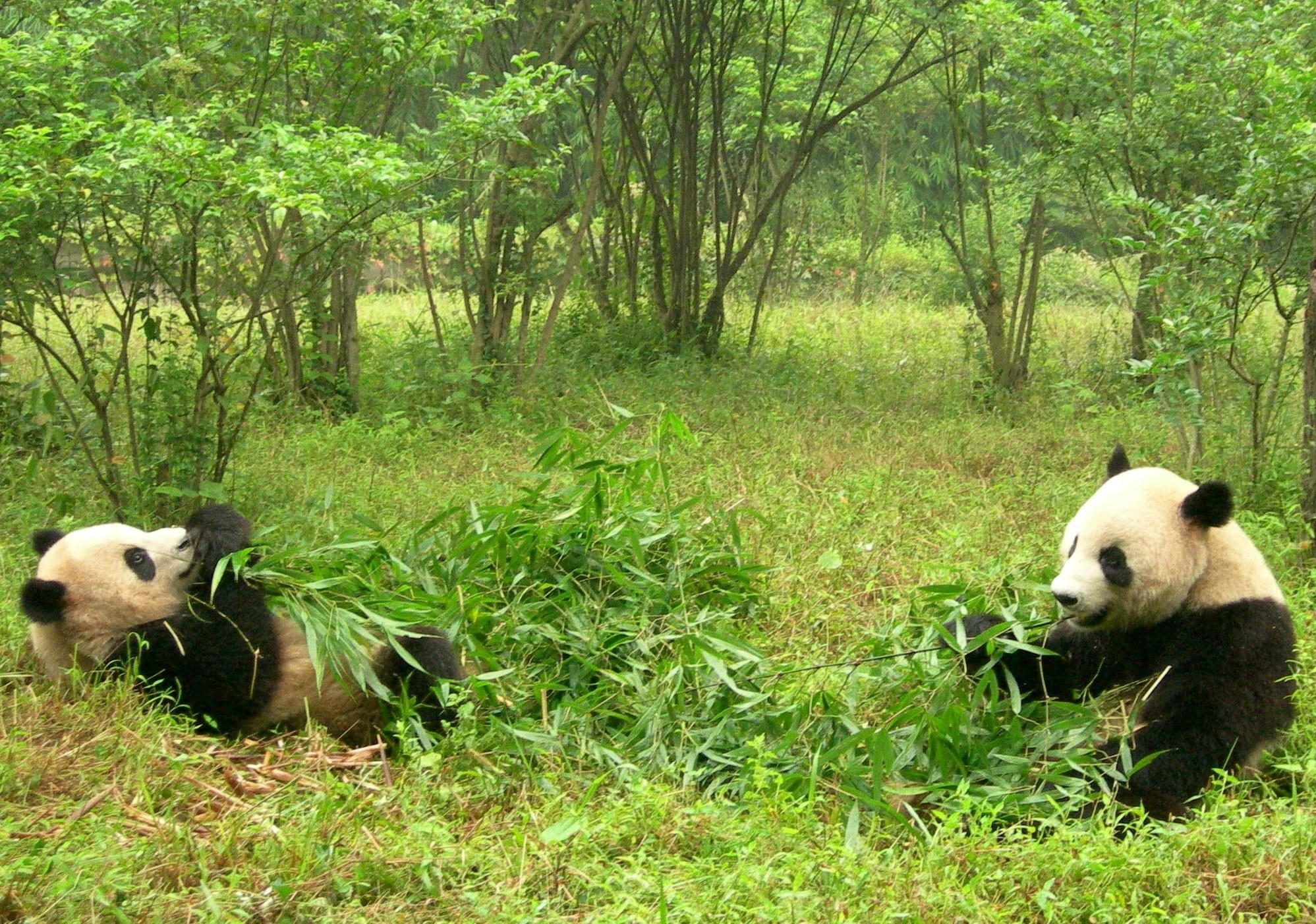 Two pandas eating bamboo