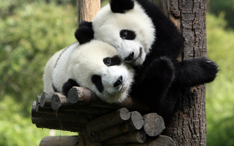 Two Pandas Hugging — Black, Peaceful