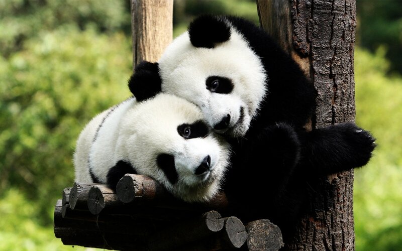 Two Pandas Hugging — Black