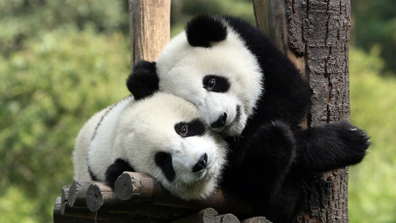Two pandas hugging on a log