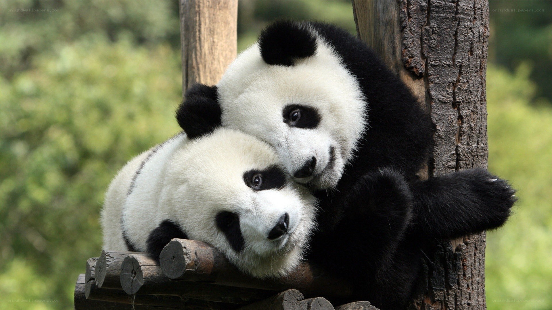 Two pandas hugging on a log