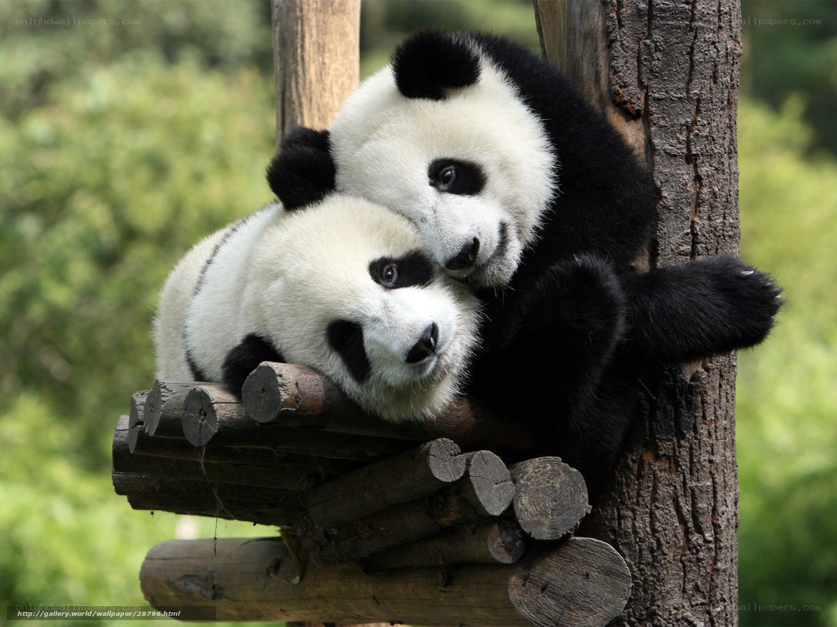 Two pandas hugging on a log