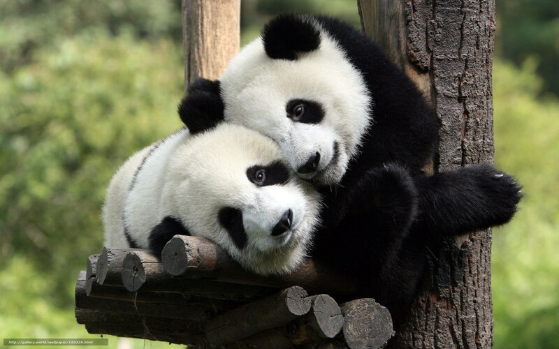 Two pandas hugging on a platform