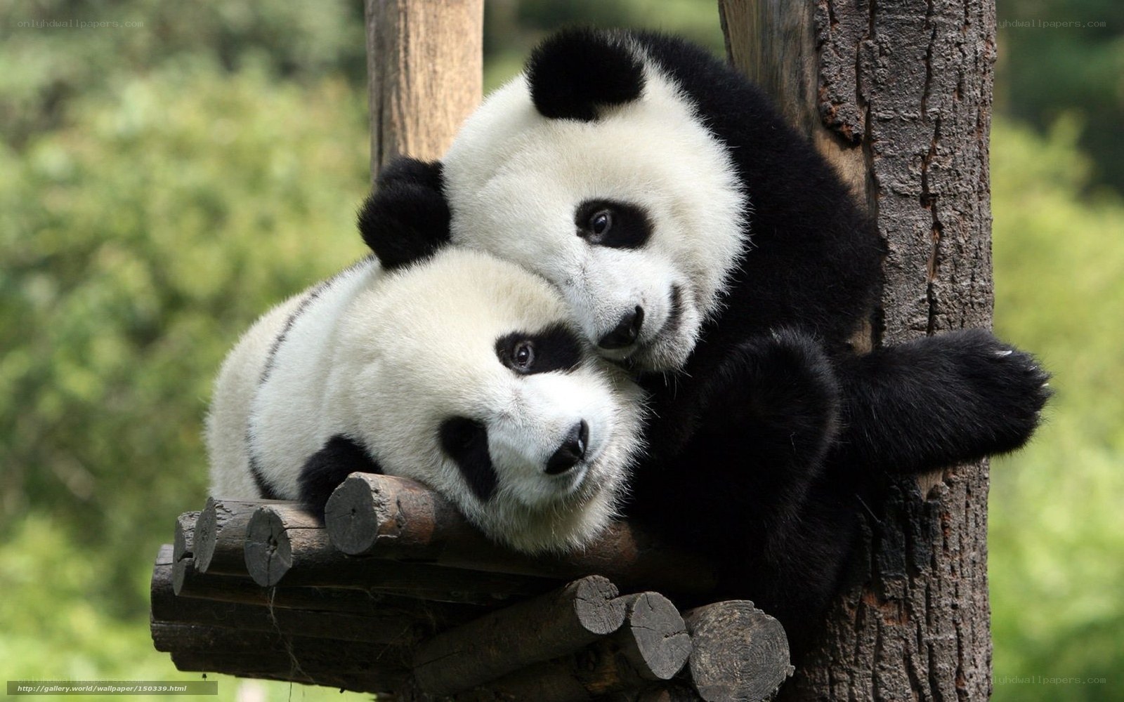 Two pandas hugging on a platform