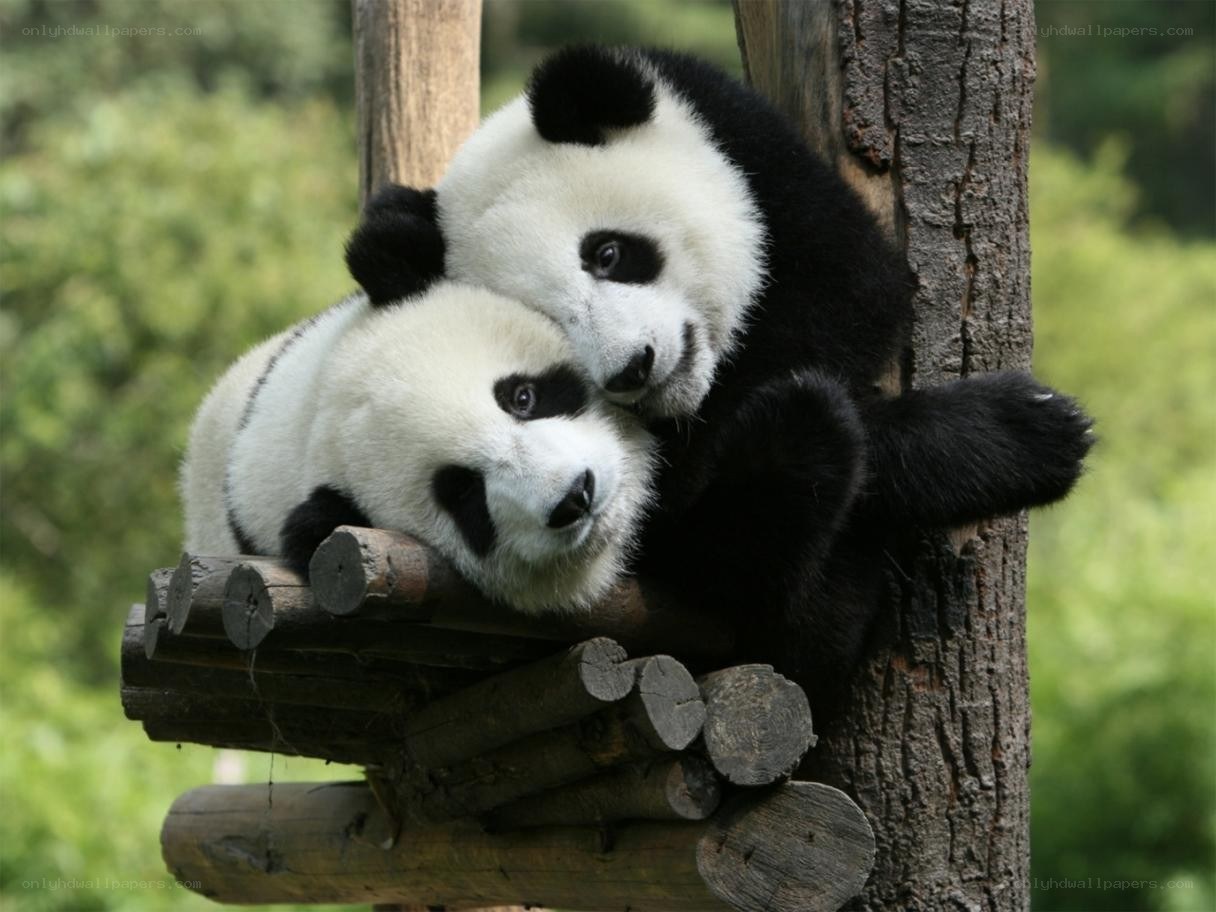 Two pandas hugging on a tree