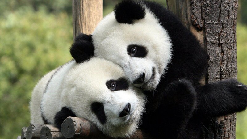 Two pandas hugging