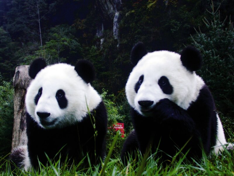 Two pandas in a forest