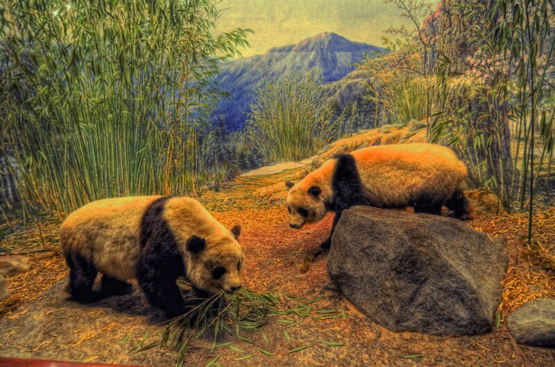 Two Pandas in Exhibit