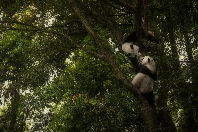 Two Pandas in Tree