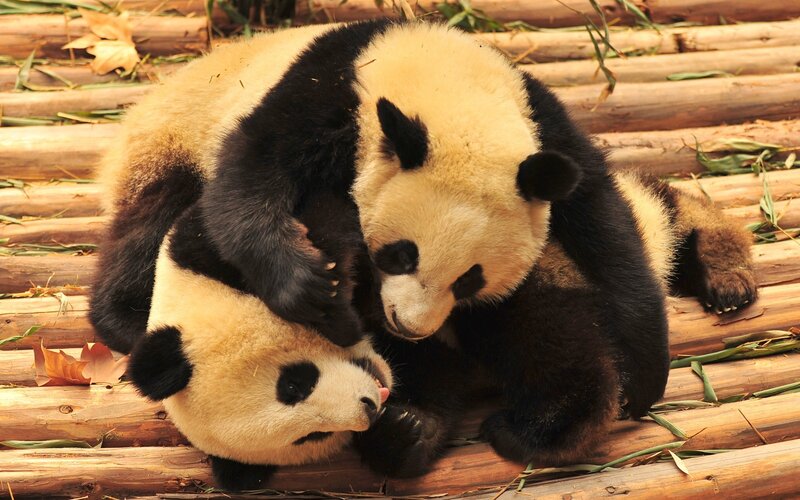 Two pandas playing together