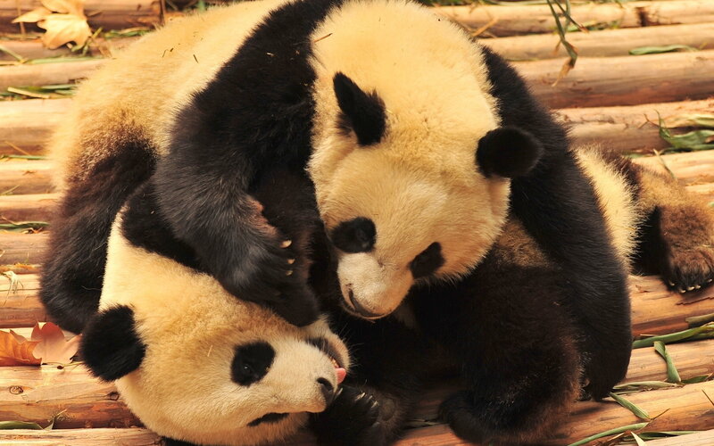 Two pandas playing together