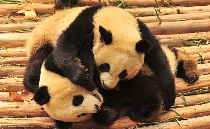 Two pandas playing together