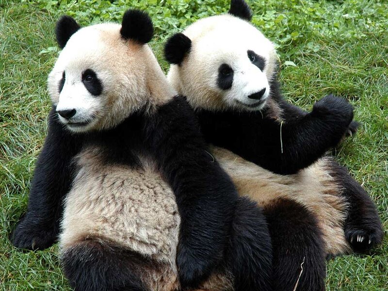 Two pandas resting together