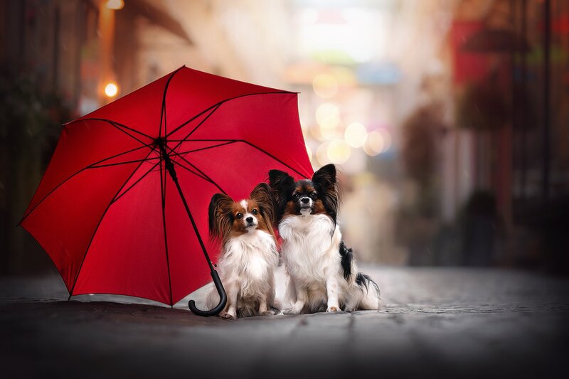 Two Papillon Dogs — Red