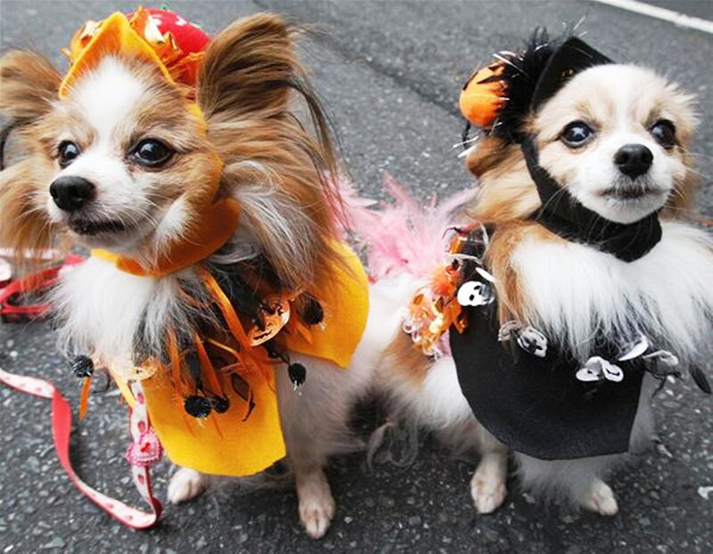 Two Papillon Dogs