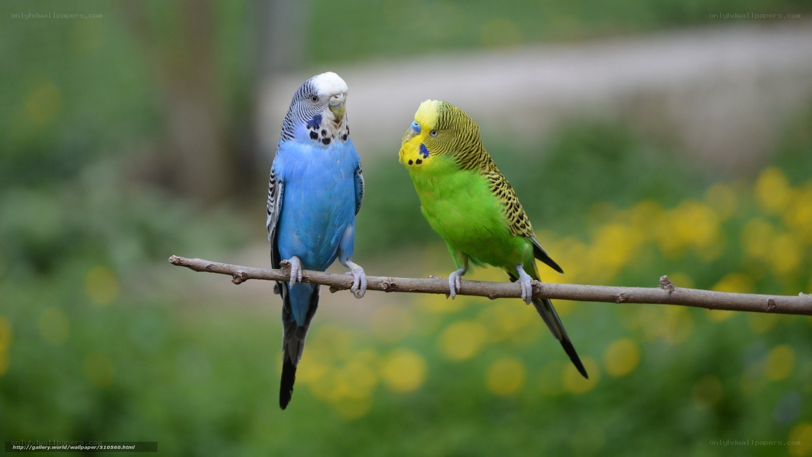 Two parakeets on a branch