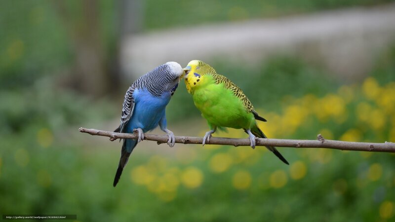 Two parakeets on a branch
