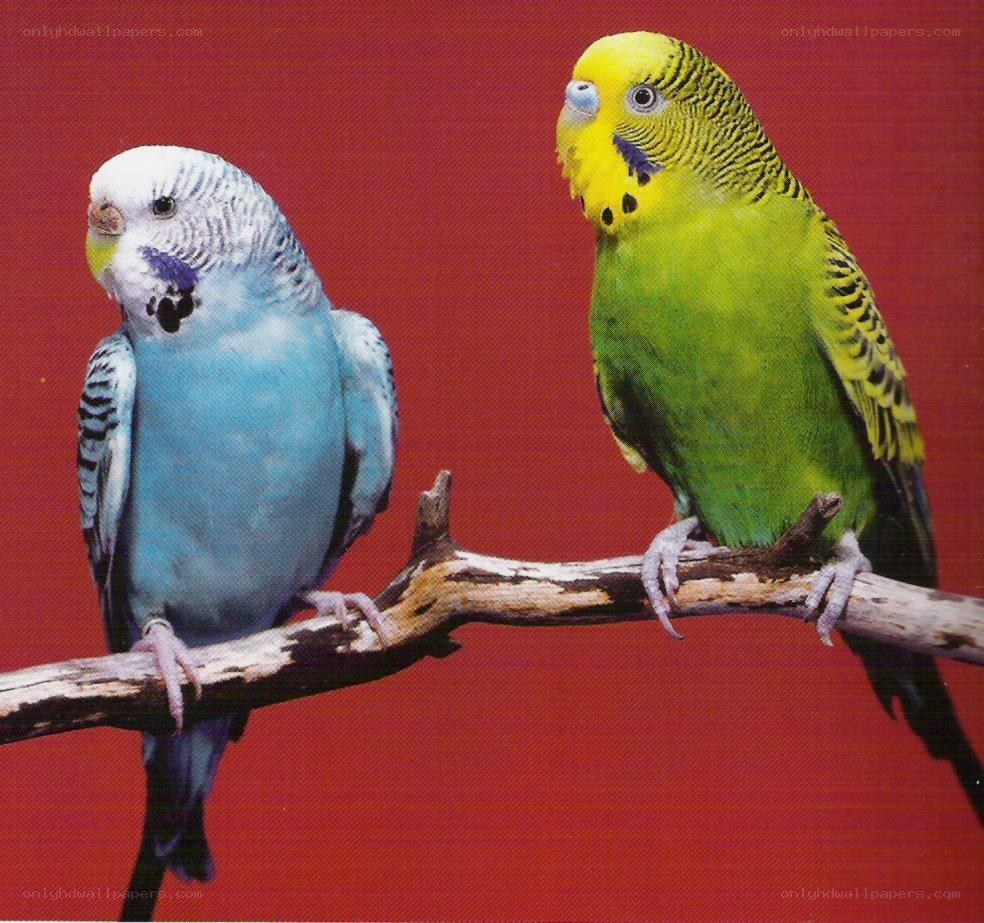 Two parakeets on a branch