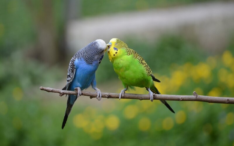 Two parakeets on a branch