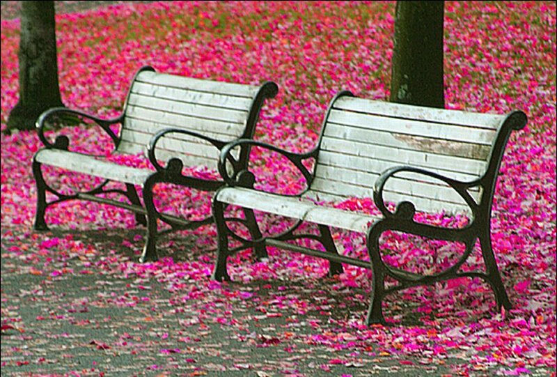 Two Park Benches