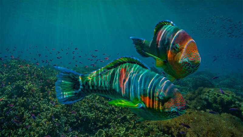 Two Parrotfish Swimming