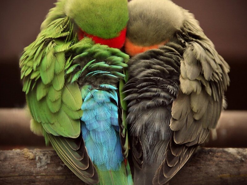 Two Parrots Cuddling — Green