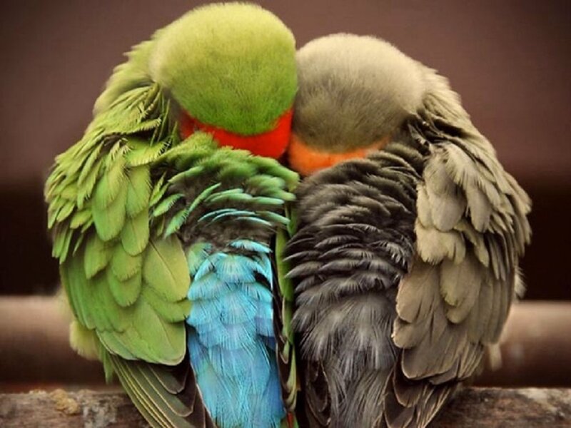 Two Parrots Cuddling
