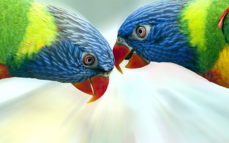 Two Parrots Facing Each Other — Blue