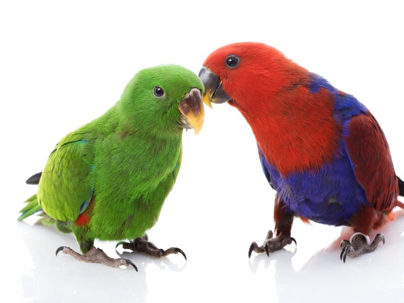 Two Parrots Facing Each Other — Green