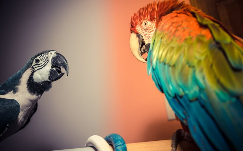 Two Parrots Facing Each Other — Red