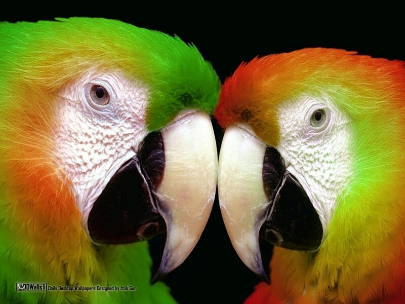 Two parrots facing each other
