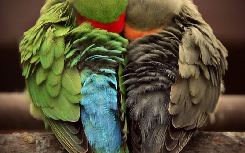 Two Parrots Huddled