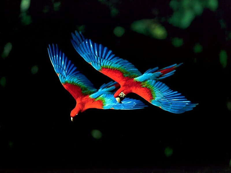 Two parrots in flight