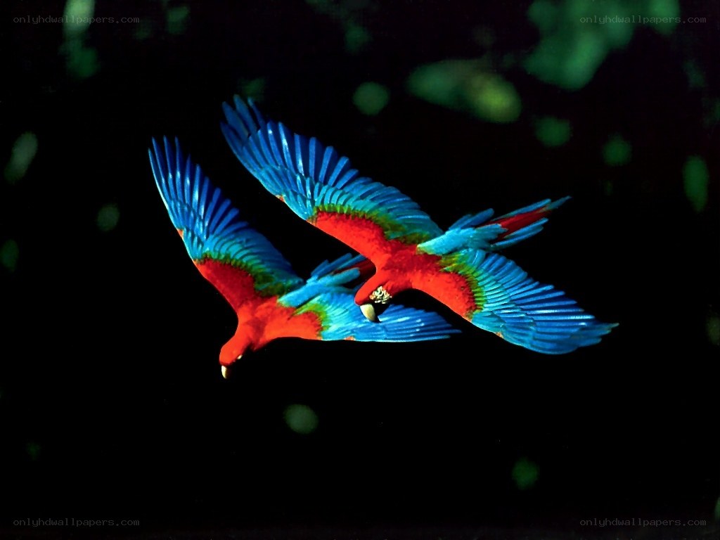 Two parrots in flight