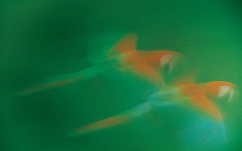 Two Parrots in Motion
