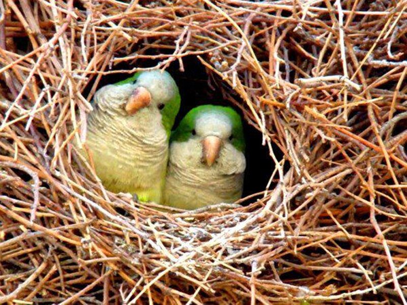 Two Parrots in Nest