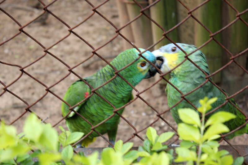 Two parrots interacting behind a fence