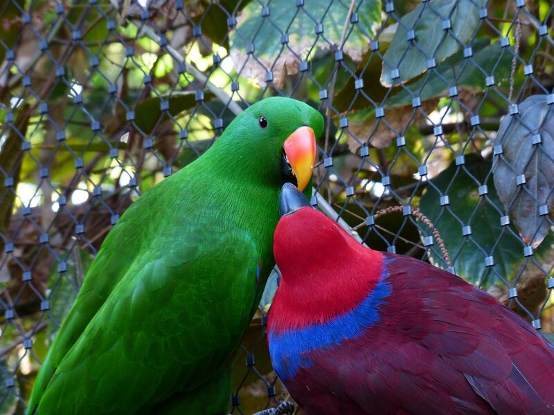 Two Parrots Interacting — Green, Calm