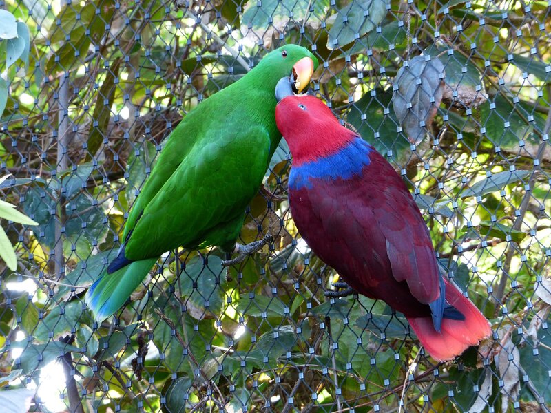 Two Parrots Interacting — Green