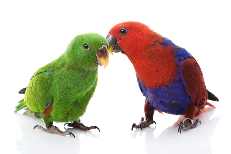 two parrots interacting