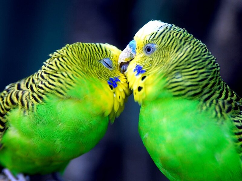 Two parrots nuzzling