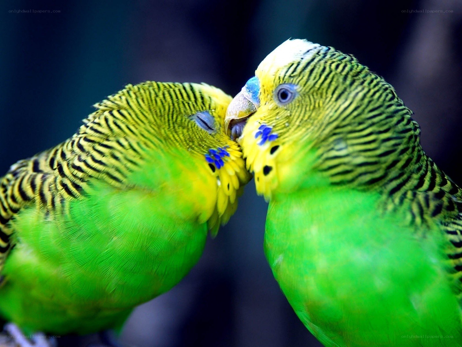 Two parrots nuzzling