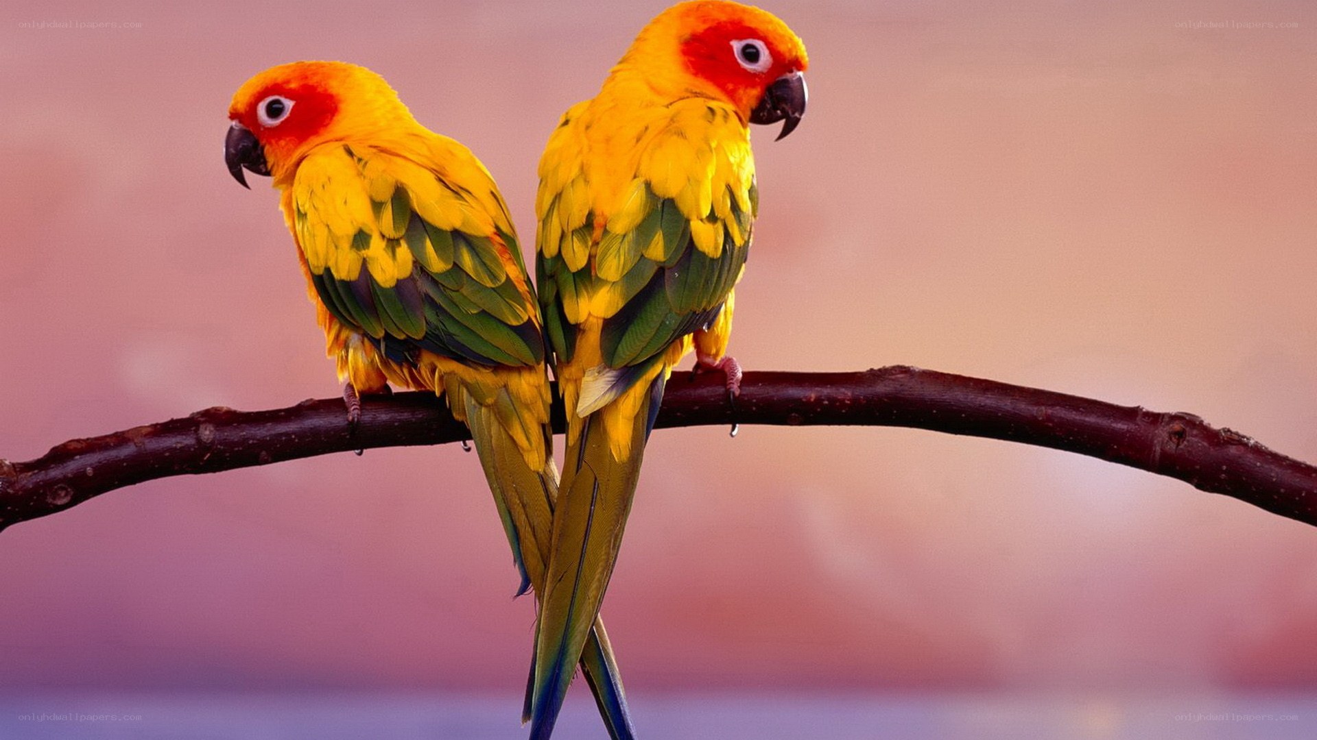 Two parrots on a branch