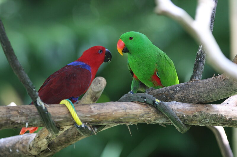 Two parrots on a branch