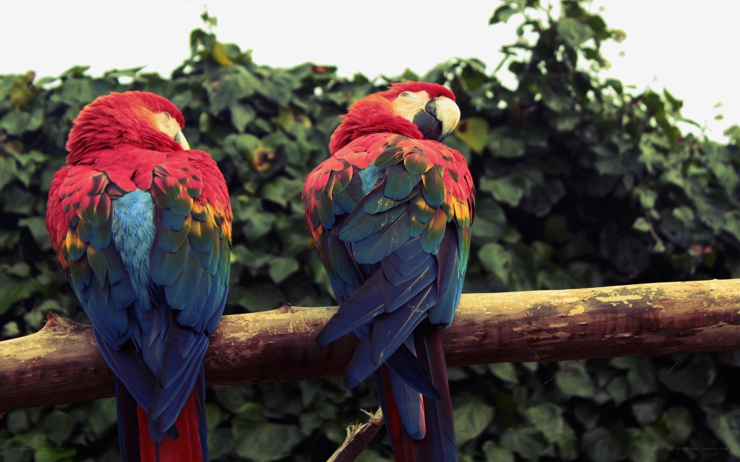 Two parrots on a branch
