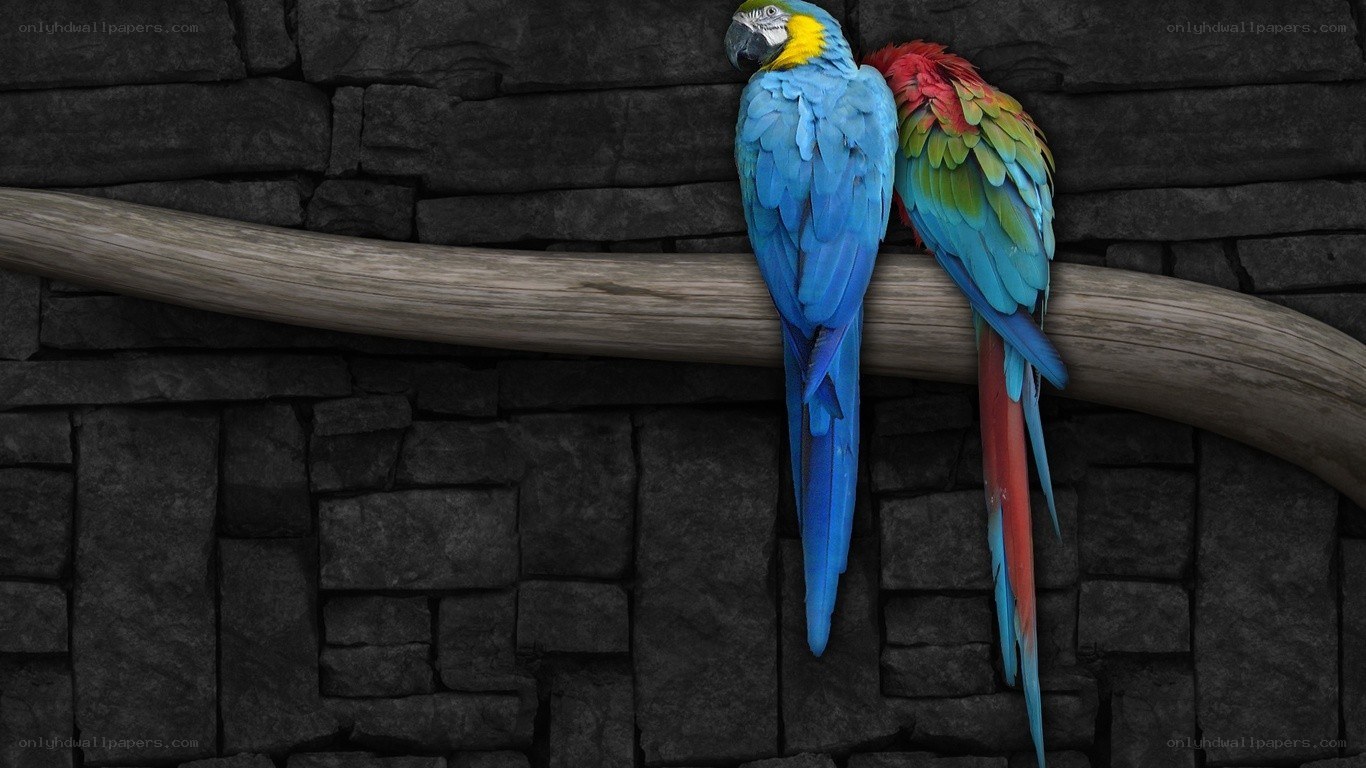 Two parrots on a branch