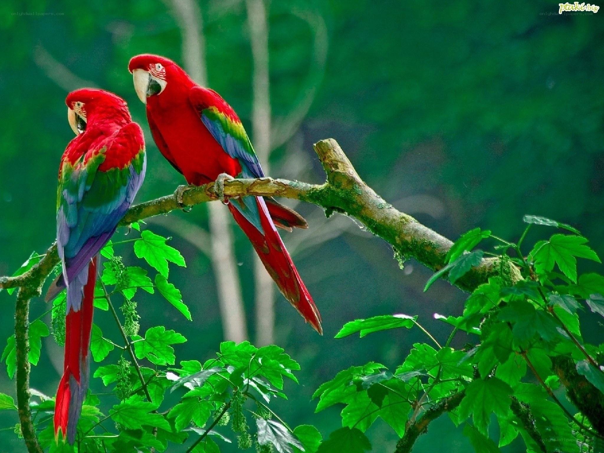 Two parrots on a branch