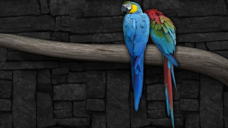 Two parrots on a branch