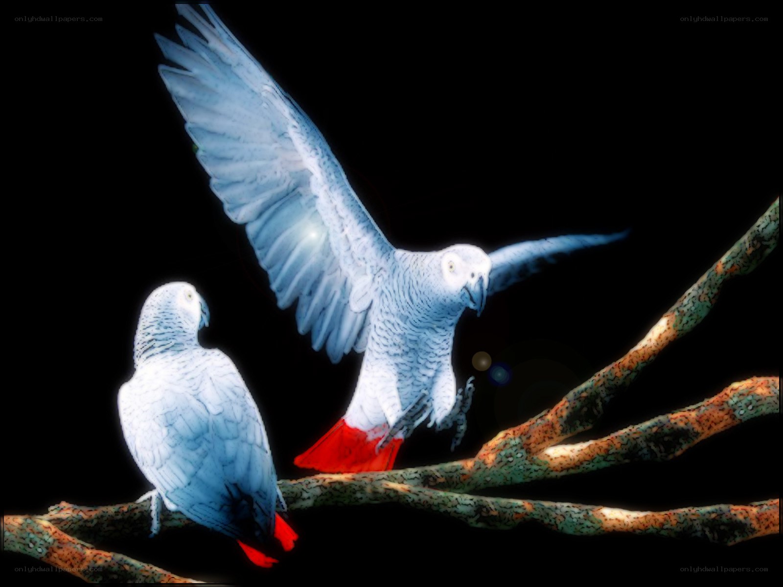 Two parrots on a branch